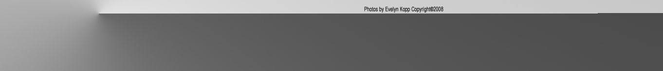 Photos and WebDesign by Evelyn Kopp Copyright 2008